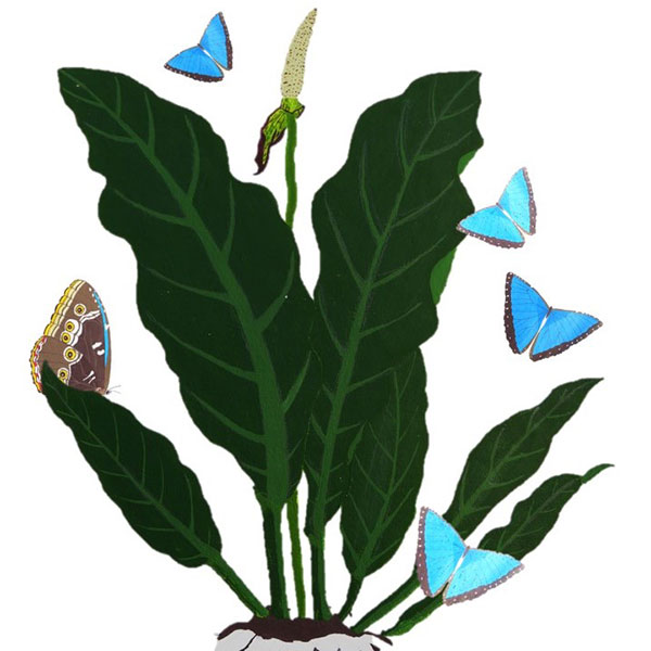 col-de-piedra-mariposas-(2)