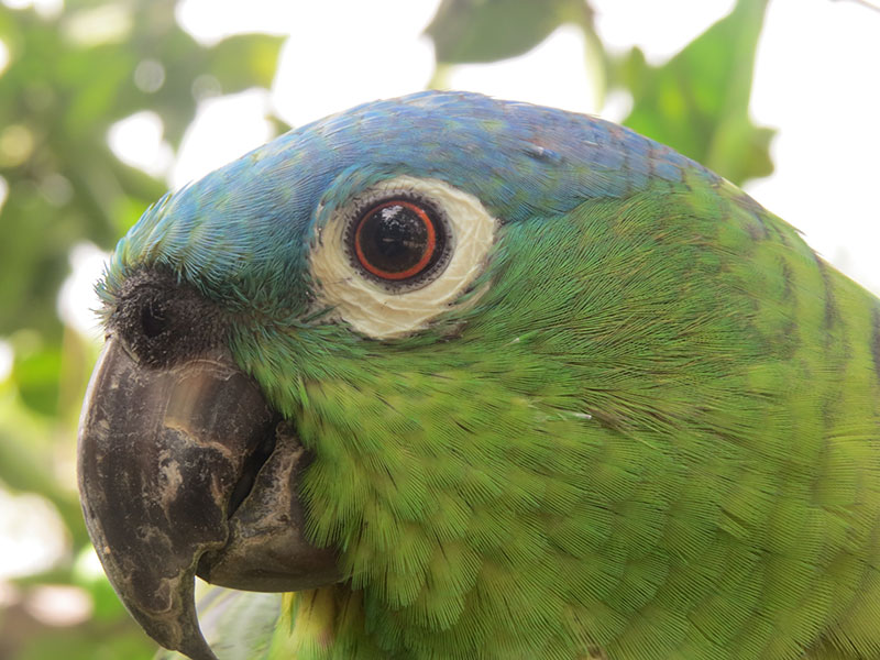 parrot-close-up