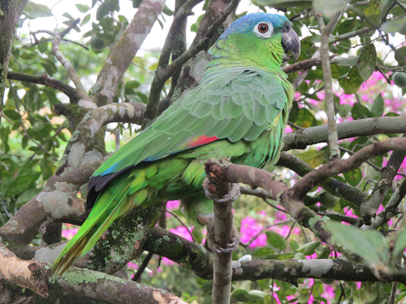 parrot-full-view