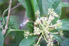 bird-flower