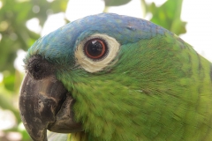 parrot-close-up