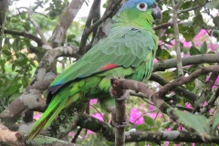 parrot-full-view