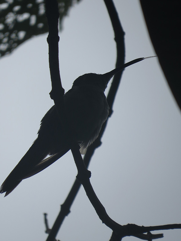 Silhouette of a bird