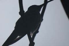 Silhouette of a bird