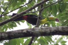 Ramphastos-sulfuratus