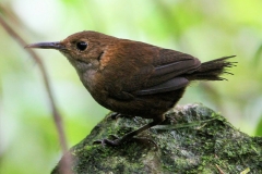 nava-wren