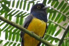 trogon-Cesar